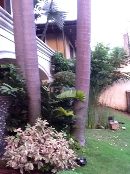 Front Garden 1